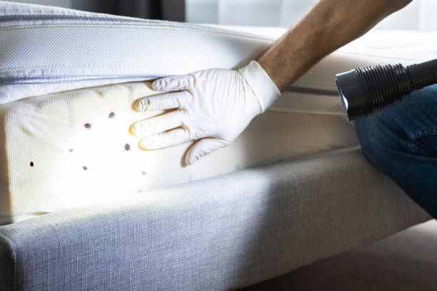 Wasp Removal Services in Clarkston, WA