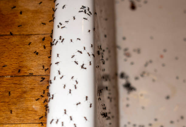Best Pest Control Near Me  in Clarkston, WA