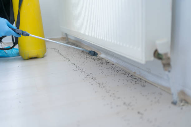 Best Rat Extermination Near Me  in Clarkston, WA